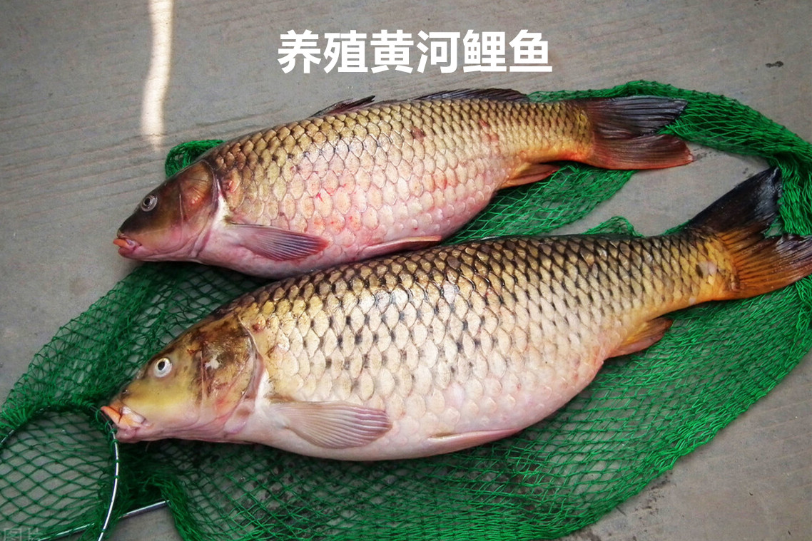 黄河大鲤鱼和普通鲤鱼的区别,黄河鲤鱼好还是汉江河鲤鱼好