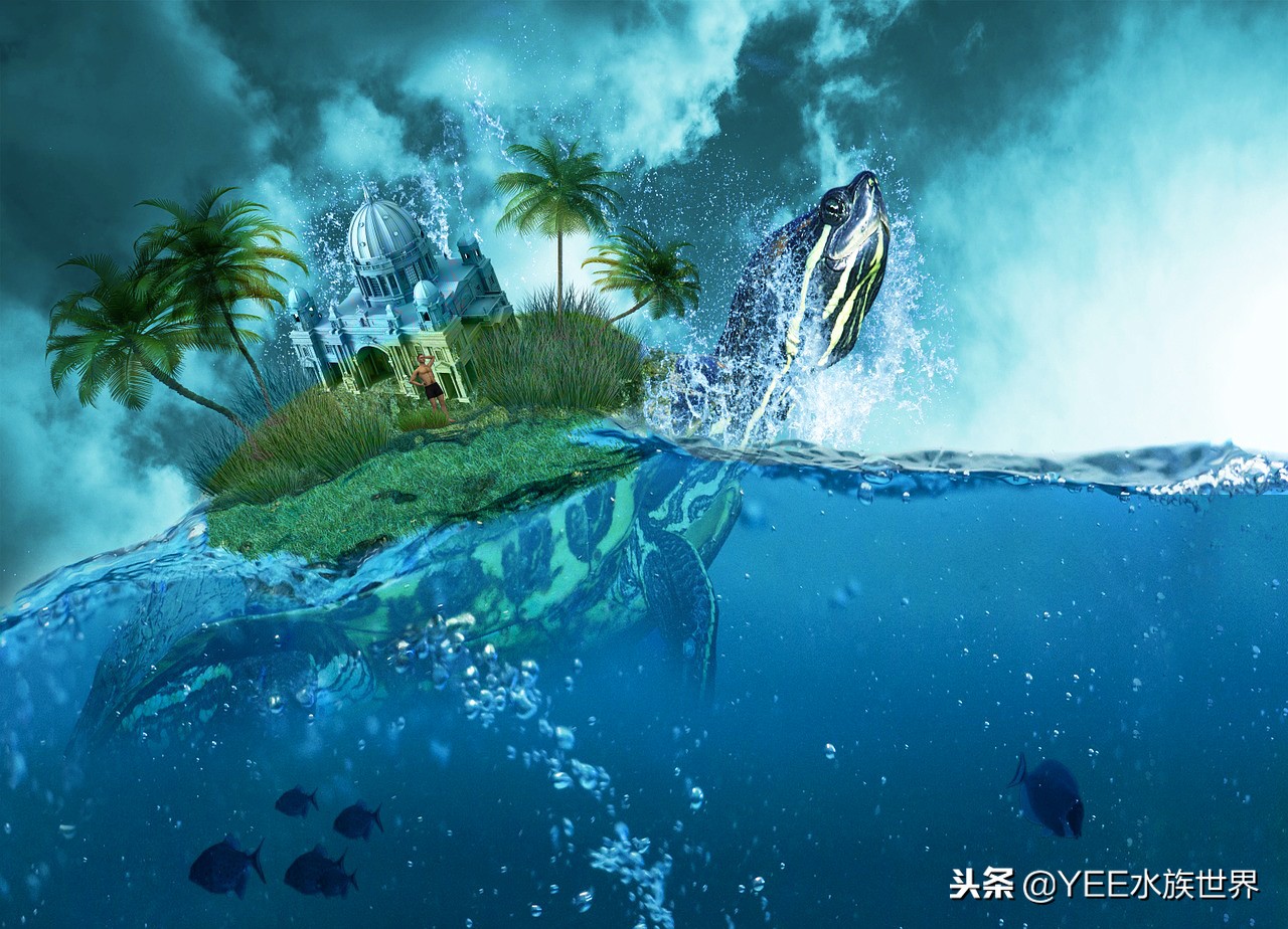 这些年对养龟的误解,养龟需注意的事情