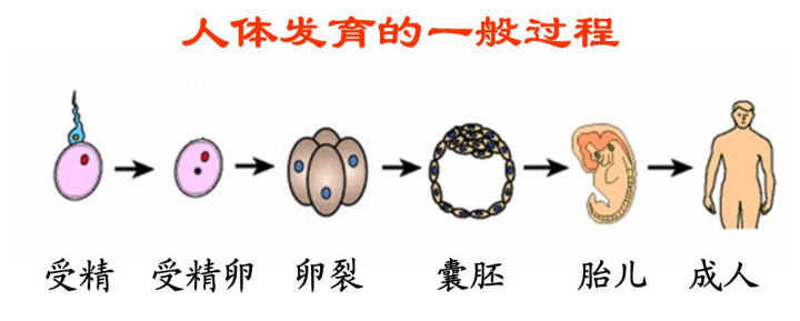 受精卵着床，为什么有的人会失败？