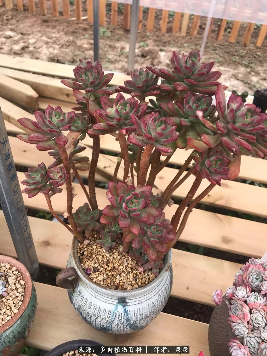 我在包邮区养肉，附多肉越冬度夏养护建议！