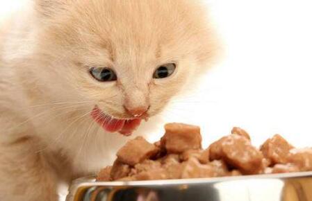 养猫讲究多，这几个误区，千万别踩