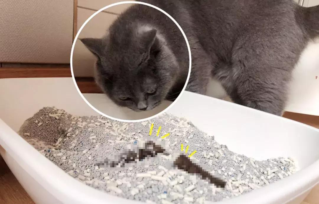 猫屎太臭事件,猫屎的来历