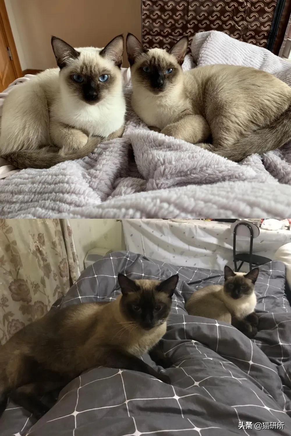 猫咪的花纹是怎么长出来的,猫咪身上的花纹有多奇葩