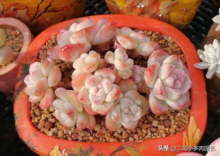 365种·常见花卉图谱，观果和多肉植物收藏篇