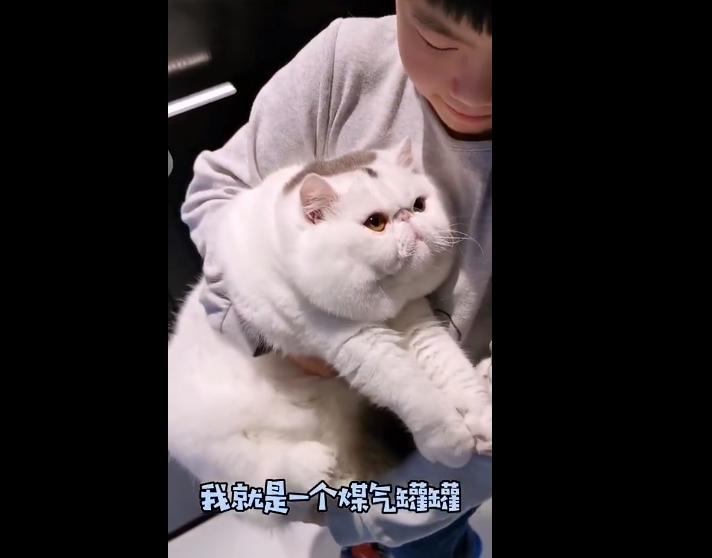 加菲猫长不胖怎么办,加菲猫胖了视频