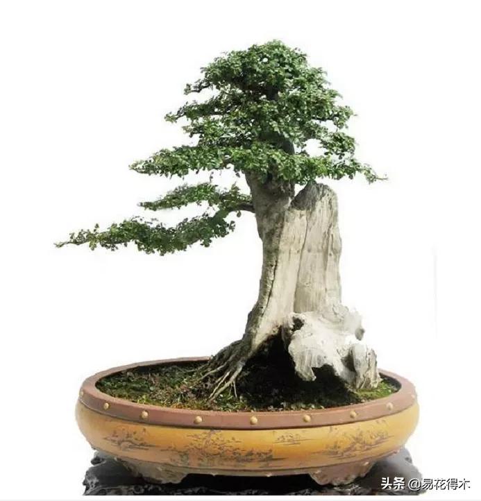 盆景制作与赏析观花,盆景对节白蜡怎么造型