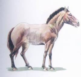 距今1.1万年前，中国人在西班牙卖麻绳网，写下“网”字