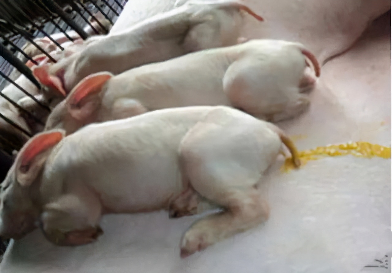 仔猪救命液可治黄白痢吗,新产仔猪怎样预防黄白痢