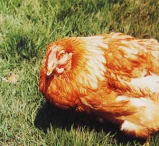 治鸡瘟最快的土办法,土方治鸡瘟