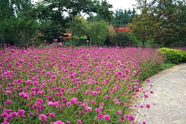 大连重阳节旅游攻略,大连九月秋游攻略