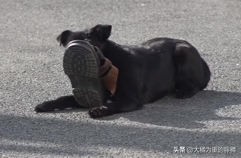 流浪狗每天到店里蹭吃的,流浪狗每天去超市讨食