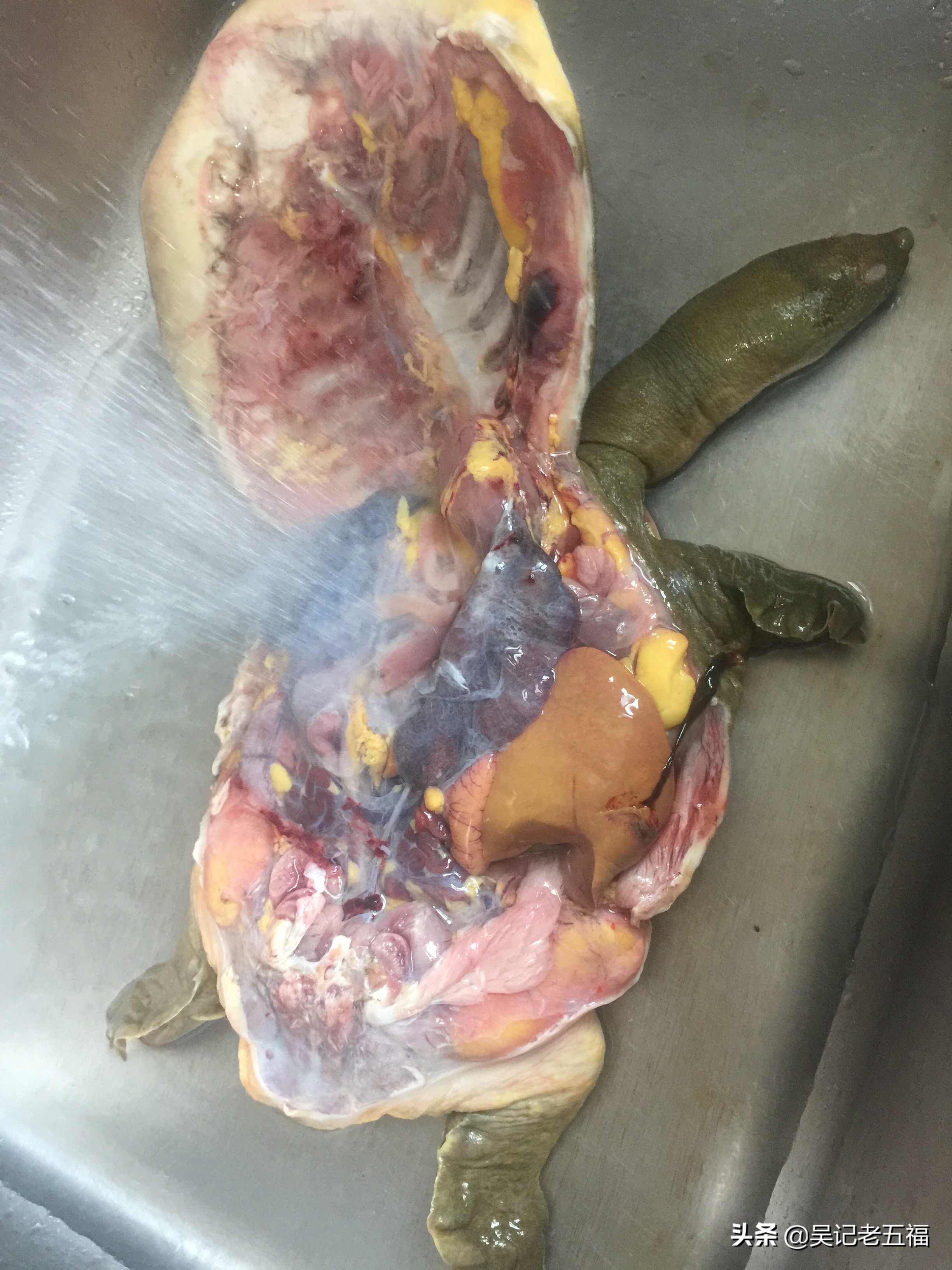 甲鱼排骨做法红烧,大师的菜红烧甲鱼