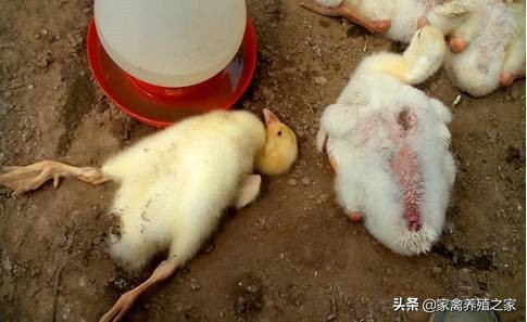 鹅啄毛有什么好办法,鹅老是啄翅膀固定的一片怎么回事