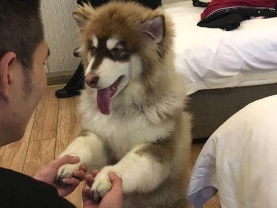 阿拉斯加挑食的解决办法