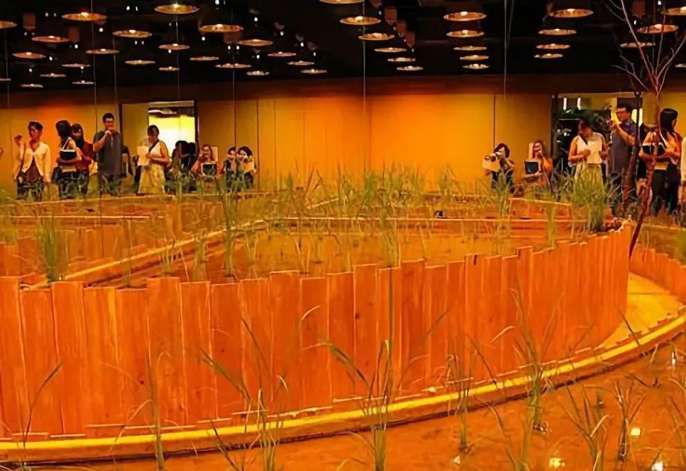 办公室里也能开挖掘机,办公室可以种葡萄