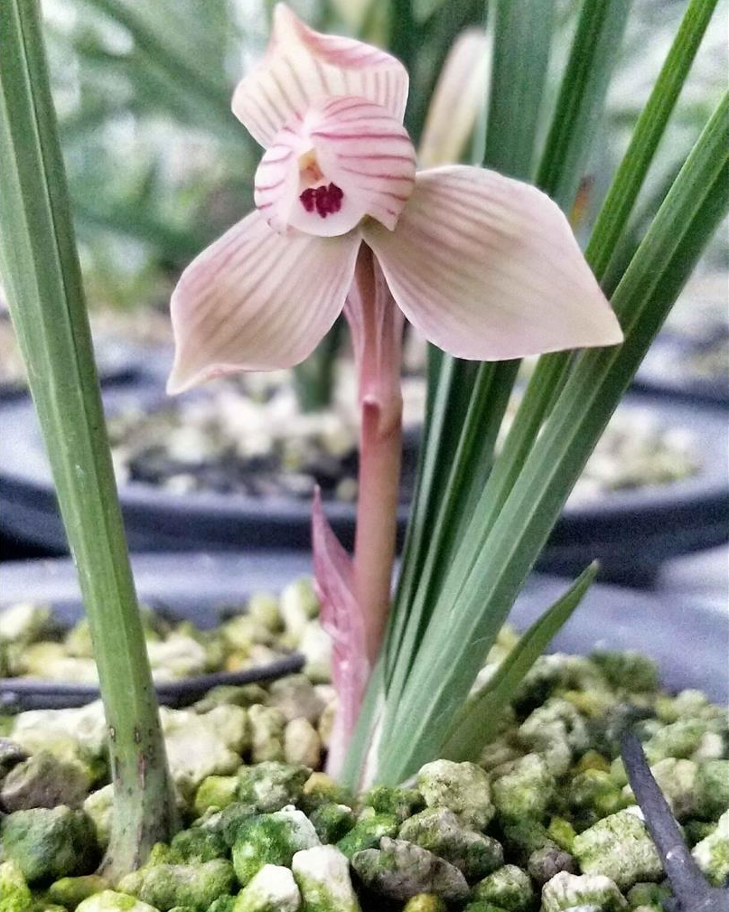 春兰荷瓣艺草名品欣赏,春兰荷瓣名品兰花价格