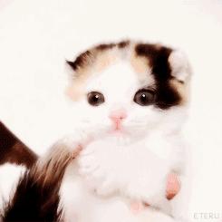 喵星人十三年养猫经验分享,撸猫进化史