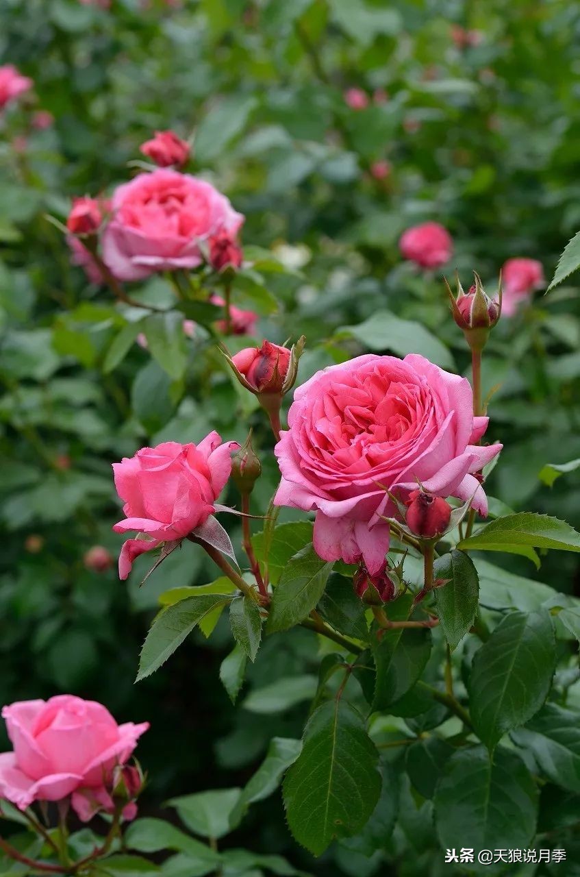 最好看的多种月季,浪漫迷人的月季