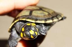 黄头侧颈龟在鱼缸怎么养，为什么老是养不活，鱼缸只适合养鱼吗？