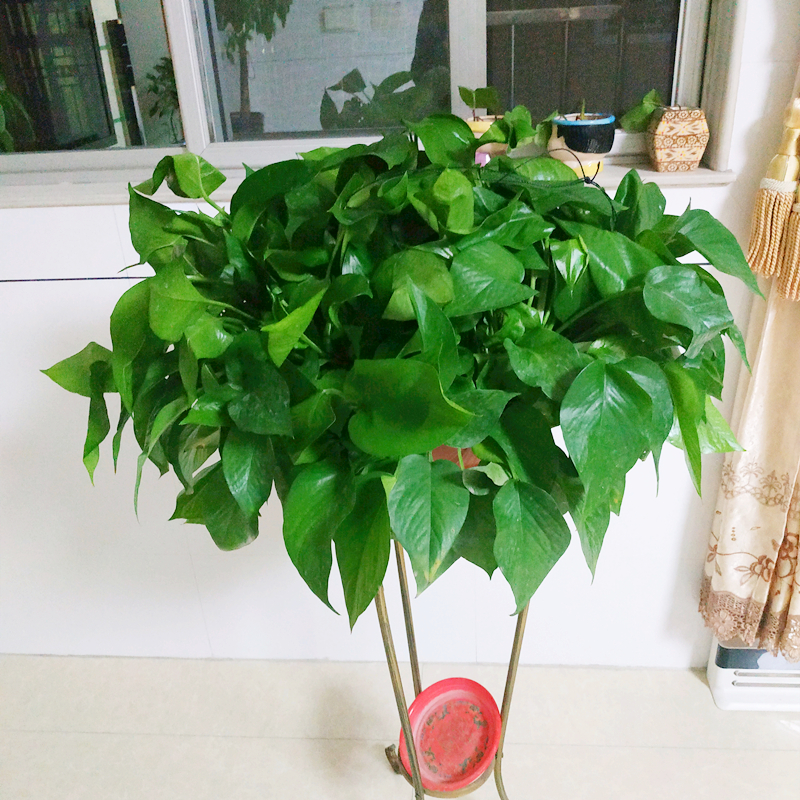 养绿萝的花盆扔了还是留着,绿萝怎么养才能更旺盛加烟灰