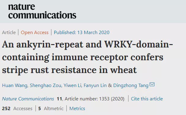 种业重大突破,科研团队发现小麦条锈病致病基因