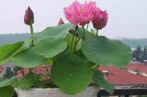 3种“喜水花”，春天多喂一点水，咕噜咕噜窜大个，特喜人