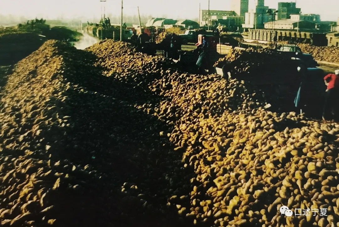 宁夏农垦创业时期的大中专学生,上