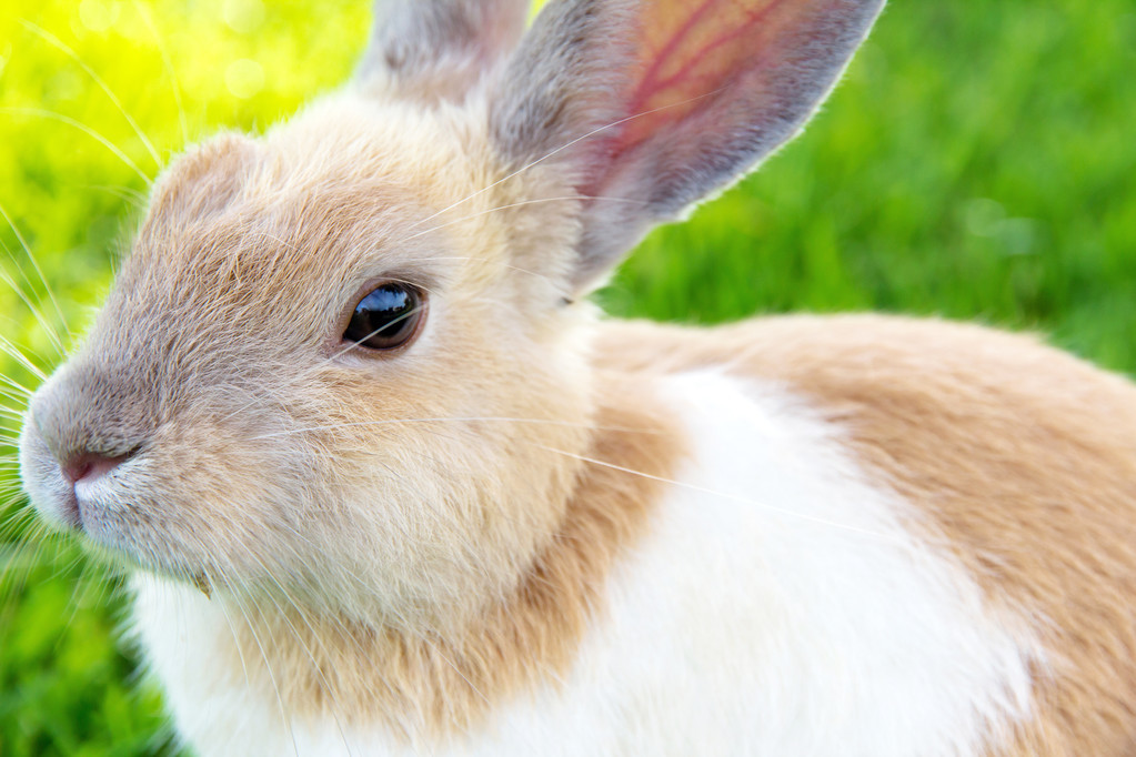 幼兔科学养兔攻略,养兔指南幼兔可吃蔬菜