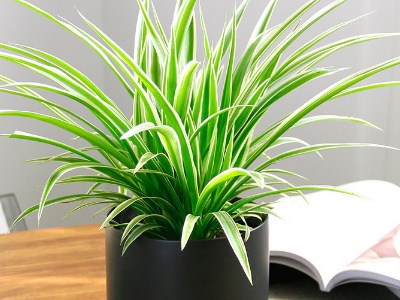 吊兰水浇多了什么症状,吊兰水浇多了有点蔫