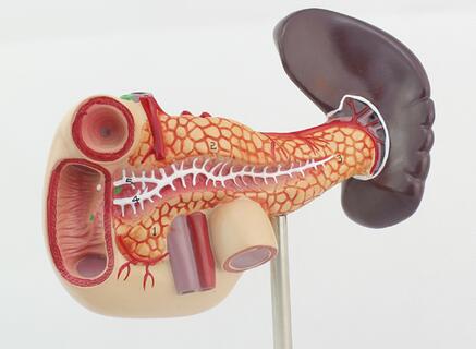 胰腺癌不吃不喝了怎么能减轻痛苦,胰腺癌病人吃不下饭怎么办