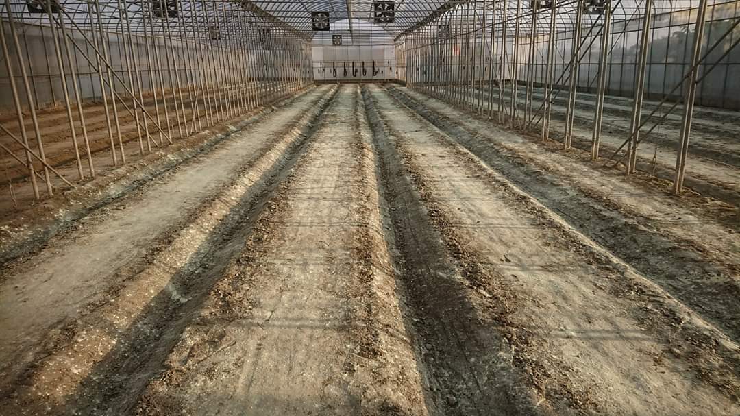 夏秋茬蔬菜栽培，底肥该不该施？如何选择适合茬口的肥料？