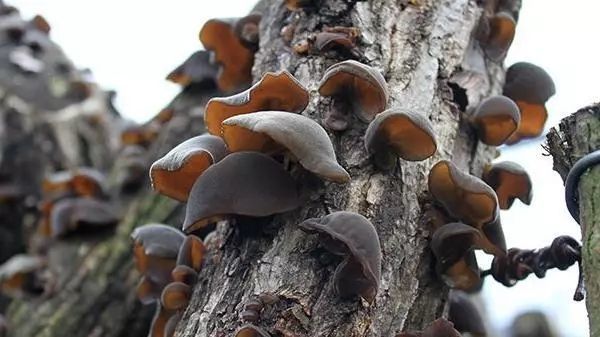 曲红旗简介,曲红旗