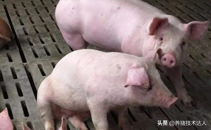 养猪治感冒药,养猪感冒怎么治