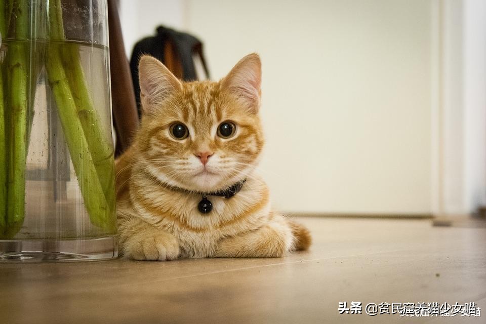 猫咪每天都要吃罐头怎么办,猫咪少食多餐应该隔多久喂一次