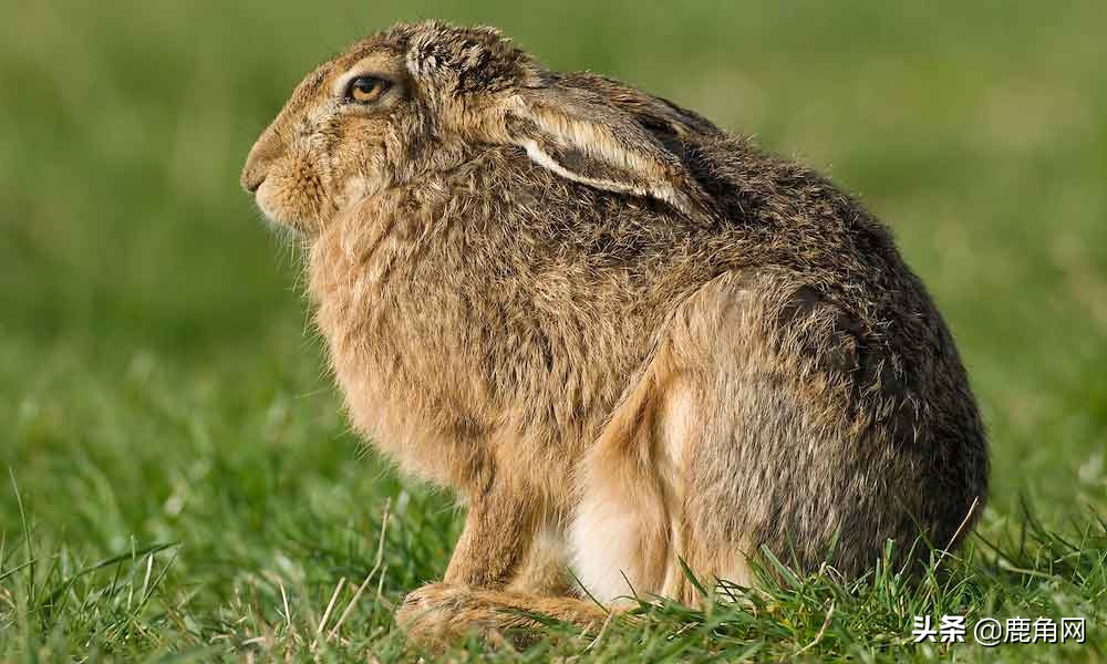 你知道哪种动物容易怀孕吗,动物怀孕会有孕反吗