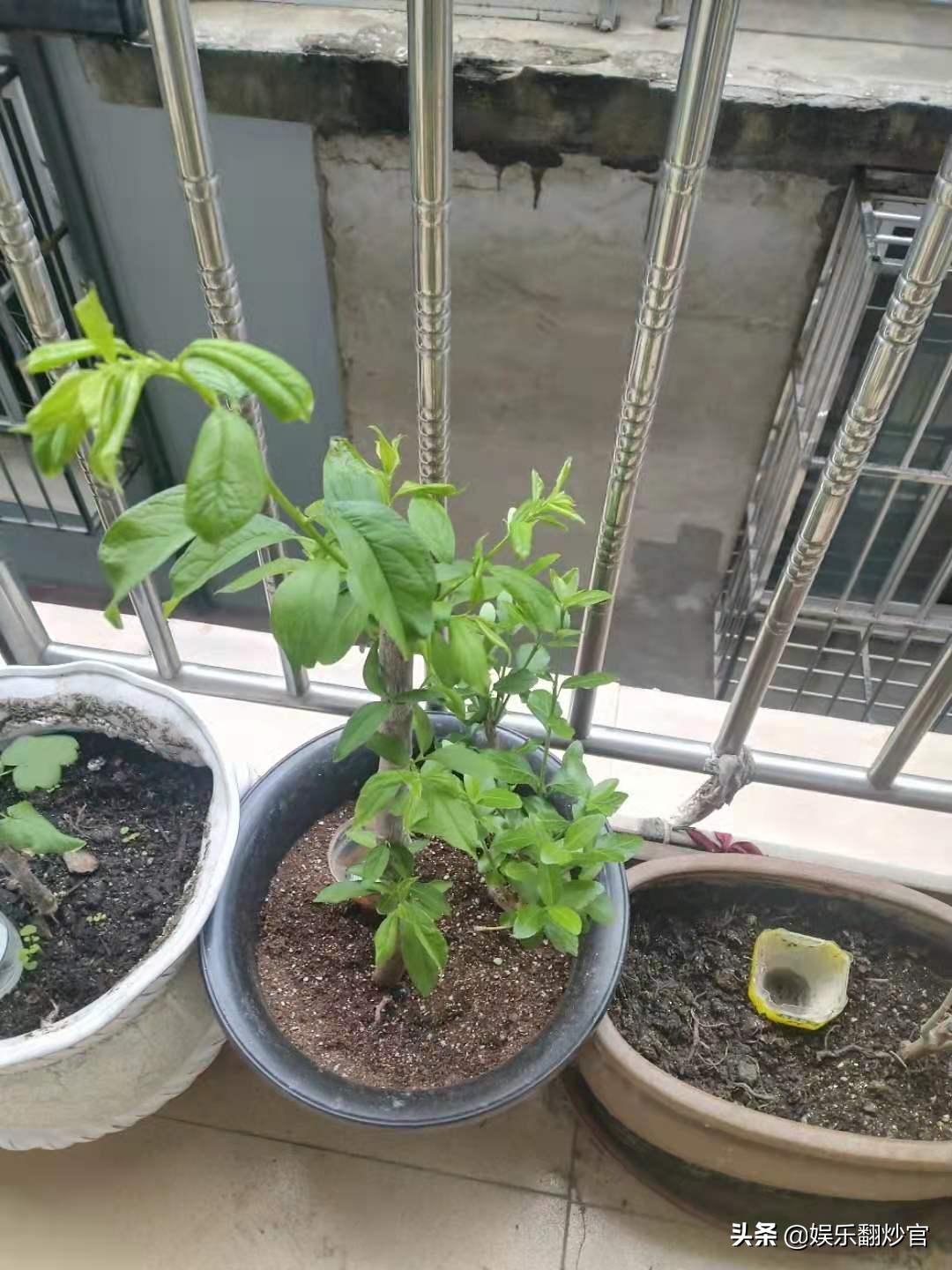 网上买果树苗的骗局,网上买果树苗哪里的假苗最多