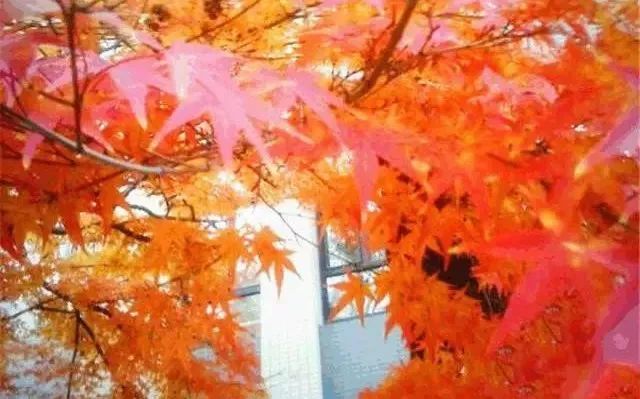 八中高中全景图,2019高考八中