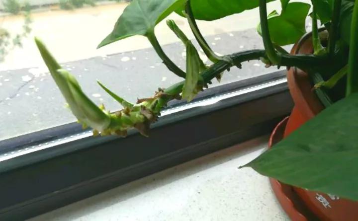 绿萝怎么打开小机关,大绿萝加入三种东西疯长