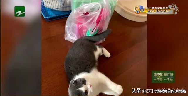 带猫咪出去洗澡就狂躁,如果英短猫发生了应激反应怎么办