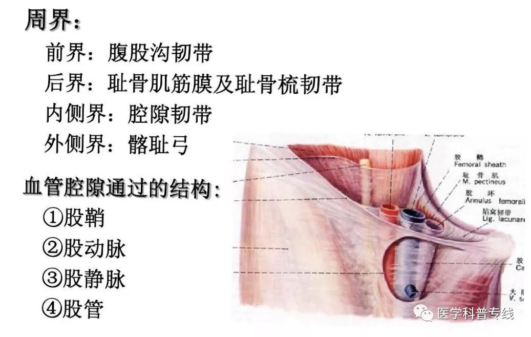 腹股沟韧带拉伤多少钱,腹股沟韧带拉伤自测方法
