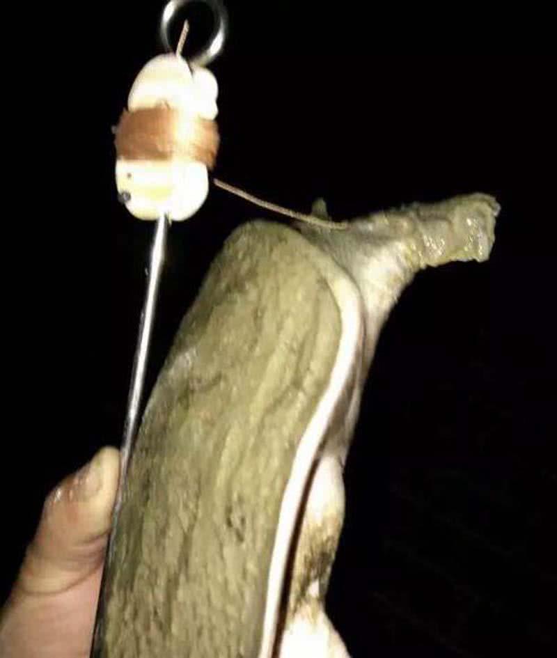 钓甲鱼的猪肝用不完怎么处理,用猪肝钓甲鱼钩如何挂饵图解
