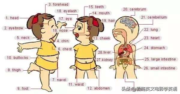 36张图记住所有生活英语单词,33张图记住3500词