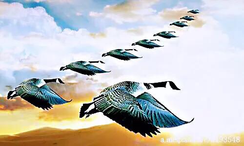 大雁属于杂食性的水禽,大雁最大品种