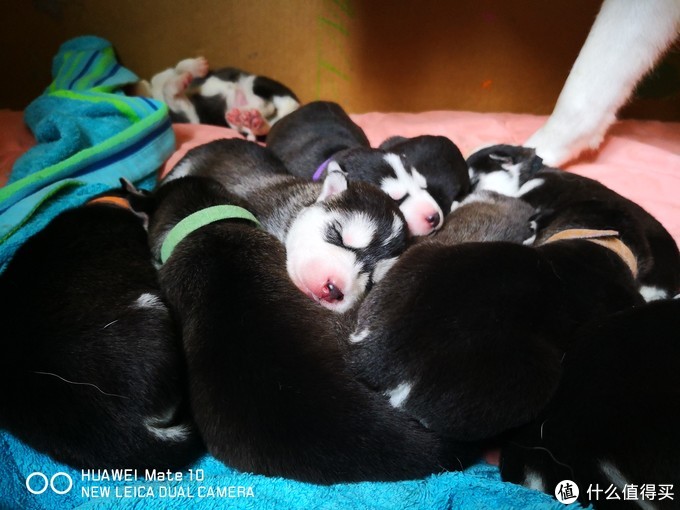 一次创世纪的生活体验—记哈士奇当妈妈