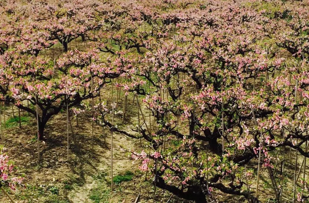 上海南汇：“金大团，银新场，铜周浦，铁惠南”这句话还灵吗？