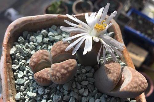 养生石花需要避开的5个误区，总结出了几点，帮你养好生石花