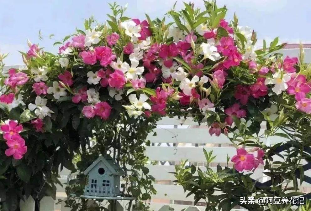 来自法国巴黎的“浪漫”,要想搬回家,“法国香水茉莉”能实现