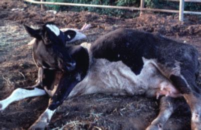 母牛早产流产的原因,母牛流产是什么原因