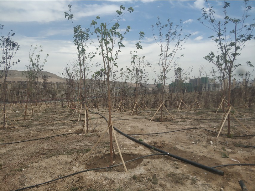 乌鲁木齐新建楼房,乌鲁木齐规划新建350米高楼
