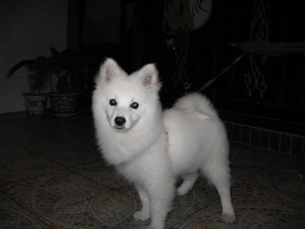 这几种高颜值狗狗你认识哪些,盘点最靠谱的狗狗看看你知道几种